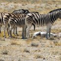 NAM OSHI Etosha 2016NOV27 068 : 2016, 2016 - African Adventures, Africa, Date, Etosha National Park, Month, Namibia, November, Oshikoto, Places, Southern, Trips, Year